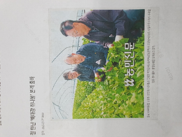 제철 만난 백마강취나물 맛과 향이 풍부해요.... 대표 이미지